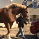 Record breaking animals: Basketball playing parrot and giant horse