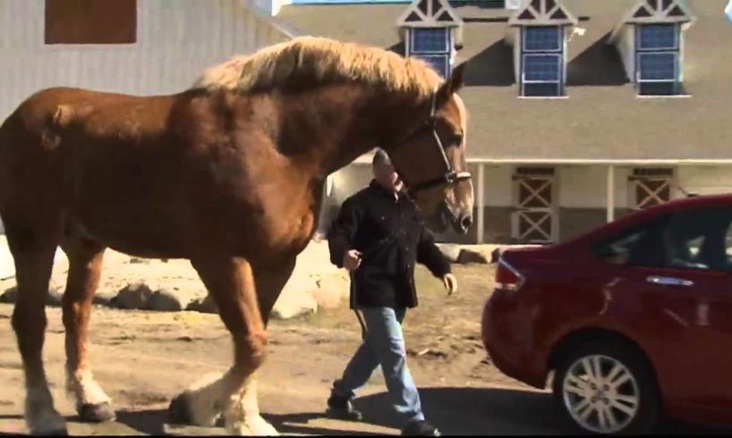 Record breaking animals: Basketball playing parrot and giant horse