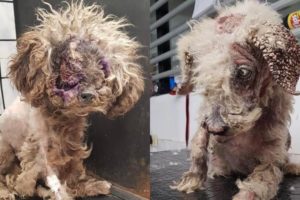 Rescue 2 Homeless Dog with Cancerous Tumors and Severe Mange | Heartbreaking