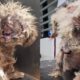 Rescue 2 Homeless Dog with Cancerous Tumors and Severe Mange | Heartbreaking