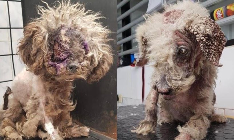 Rescue 2 Homeless Dog with Cancerous Tumors and Severe Mange | Heartbreaking