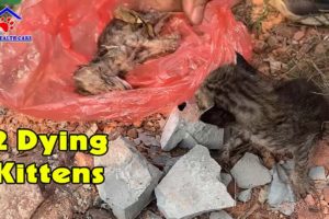 Rescue 2 pitiful kitten thrown at dirty landfill – One of them was passed away!
