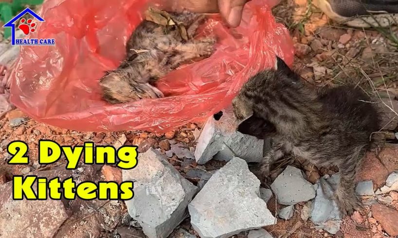 Rescue 2 pitiful kitten thrown at dirty landfill – One of them was passed away!