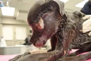 Rescue Abandoned Dog From Starved Nearly to DEATH to Amazing Transformation