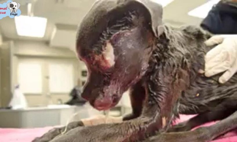 Rescue Abandoned Dog From Starved Nearly to DEATH to Amazing Transformation
