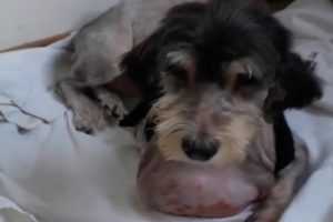 Rescue Abandoned Dog Has A Huge Tumor On The Neck & Great Recovery