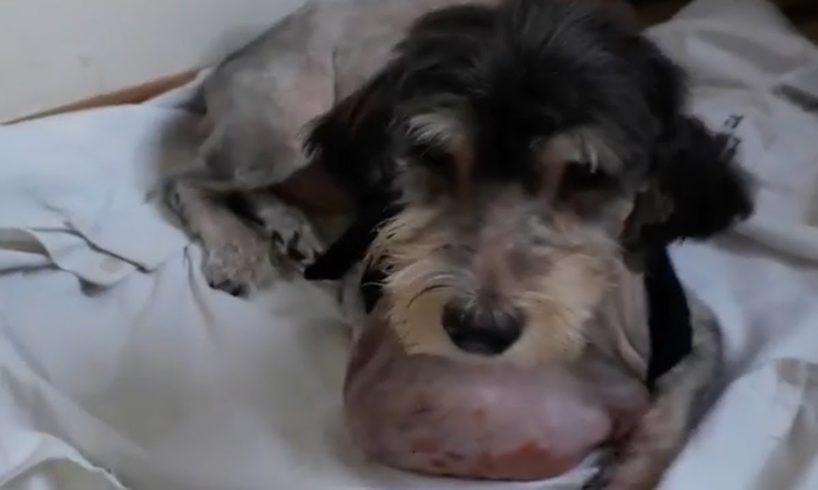 Rescue Abandoned Dog Has A Huge Tumor On The Neck & Great Recovery
