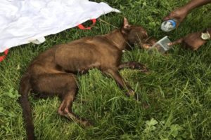 Rescue Abandoned Dog Is Dying At The Park & Amazing Transformation