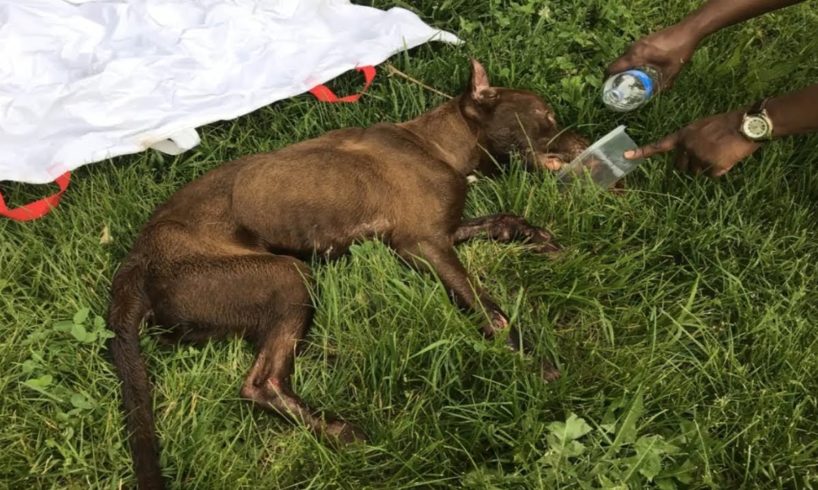 Rescue Abandoned Dog Is Dying At The Park & Amazing Transformation