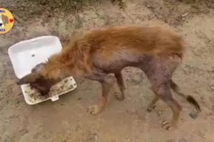 Rescue Abandoned Dog Only Bones & Skins Extreme Mange, Injury Leg - Great Transformation