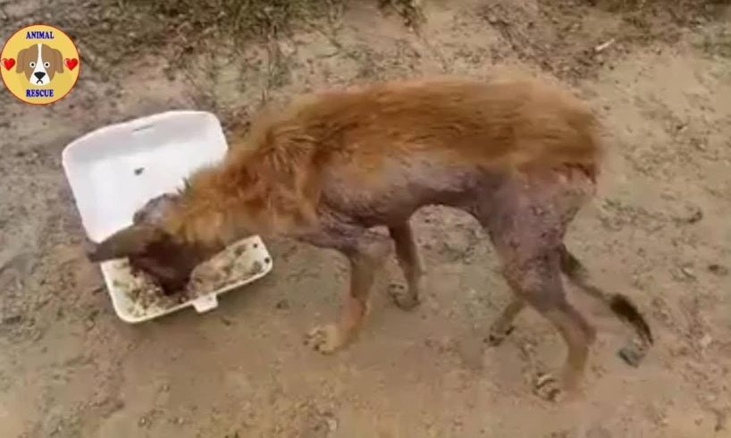 Rescue Abandoned Dog Only Bones & Skins Extreme Mange, Injury Leg - Great Transformation
