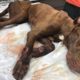 Rescue Abandoned Dog Was Laying Motionless on the Grass, Seriously Injured & Amazing Transformation