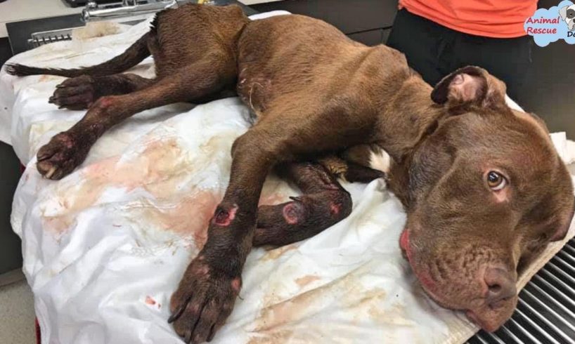 Rescue Abandoned Dog Was Laying Motionless on the Grass, Seriously Injured & Amazing Transformation