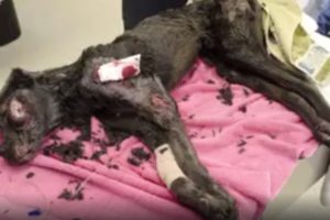 Rescue Abandoned Dog Was Wrapped In A Blanket On The Street & Wonderful Recovery