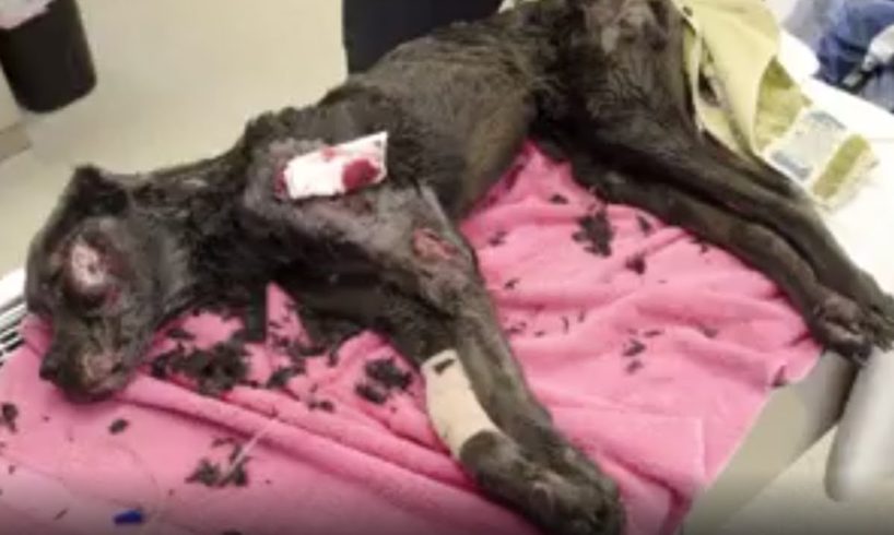 Rescue Abandoned Dog Was Wrapped In A Blanket On The Street & Wonderful Recovery