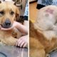 Rescue Abandoned Dog With Huge Tumor On Her Back