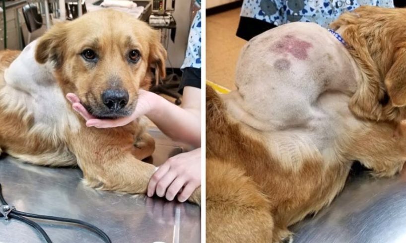 Rescue Abandoned Dog With Huge Tumor On Her Back