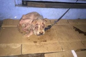 Rescue Abandoned Poor Dog Lost Faith Make You Can't Help Crying