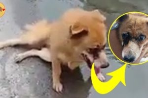 Rescue Abandoned Puppy Was Blind Eyes After Motor Accident