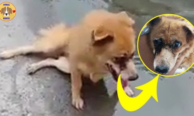 Rescue Abandoned Puppy Was Blind Eyes After Motor Accident