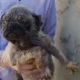 Rescue Abandoned Puppy Was Dying In A Dusty Road & The Perfect Ending