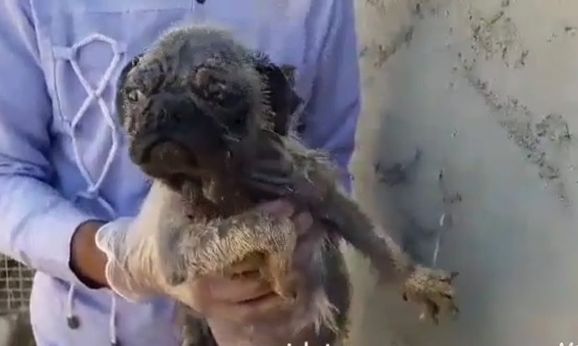 Rescue Abandoned Puppy Was Dying In A Dusty Road & The Perfect Ending