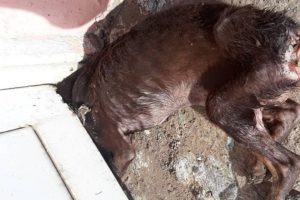 Rescue Abandoned Thin Dog Has Ulcers Around The Anus On The Porch
