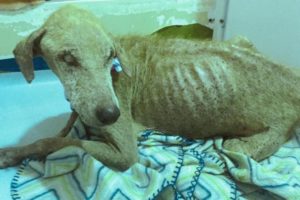 Rescue Blind Poor Dog in dire condition, skin and bones, days away from death | Heartbreaking