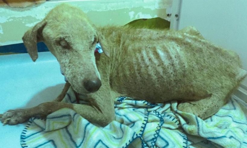 Rescue Blind Poor Dog in dire condition, skin and bones, days away from death | Heartbreaking