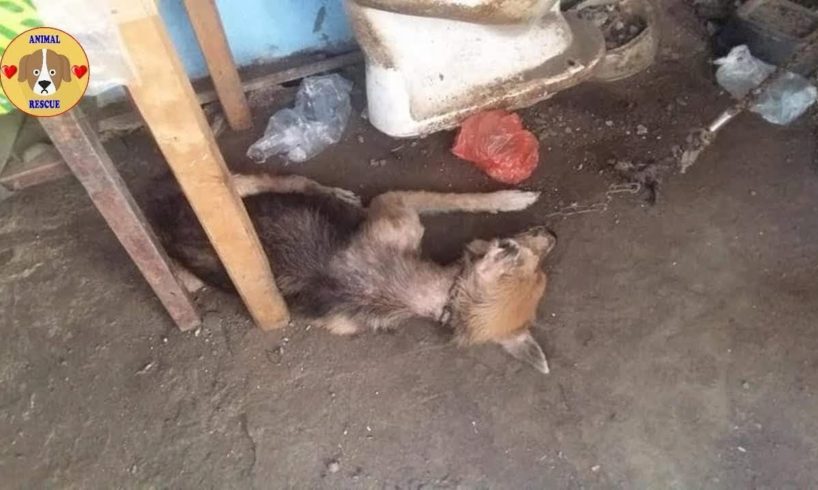 Rescue Blind Senior Dog with Thousand Fleas, Ticks Chained Neck in Severe pains