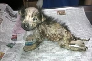 Rescue Disable Puppy From Little Poor Life to the Queen | Amazing Transformation