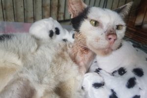 Rescue Epilepsy Cat Was Tied By A Zinc Wire Make Terrible Cut On Her Neck