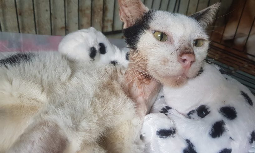 Rescue Epilepsy Cat Was Tied By A Zinc Wire Make Terrible Cut On Her Neck