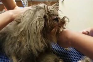 Rescue Heartbroken Dog Lose Hope For Life From The Streets And Great Recovery