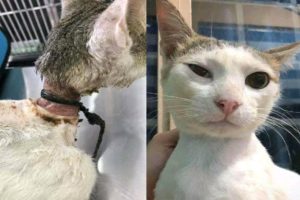 Rescue Homeless Cat with Rope Around His Neck
