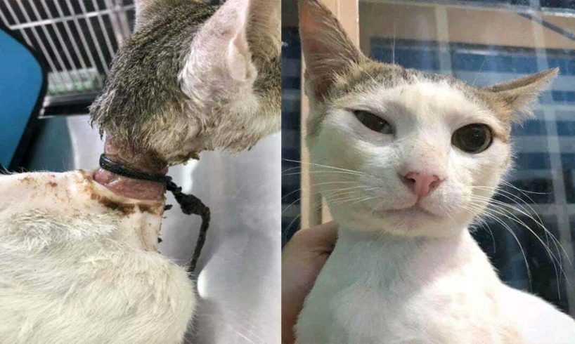 Rescue Homeless Cat with Rope Around His Neck