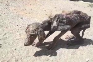 Rescue Homeless Dog Has Cancer Skin Make Broken Your Heart