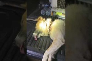 Rescue Homeless Dog In the Dark Night
