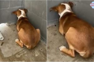Rescue Homeless Dog Pees at The Touch of a Hand and Shakes in Fear in the Presence on Humans