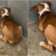 Rescue Homeless Dog Pees at The Touch of a Hand and Shakes in Fear in the Presence on Humans