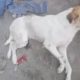 Rescue Homeless Dog Was Paralyzed Make Was Pain & Panic And Amazing Transformation
