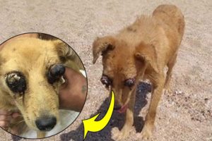 Rescue Homeless Dog Was Punctured Two Eyes & Amazing Training