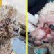Rescue Homeless Dog With Large Wounds in His Face And Full of Maggots