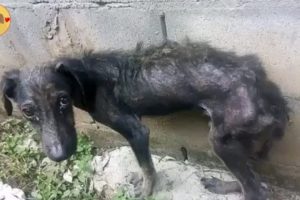 Rescue Homeless Poor Puppy With Skin Was Cancer