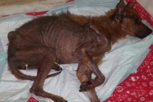 Rescue Homeless Thin Dog Was Cancer Skin, Malnourished & Amazing Transformation
