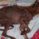Rescue Homeless Thin Dog Was Cancer Skin, Malnourished & Amazing Transformation