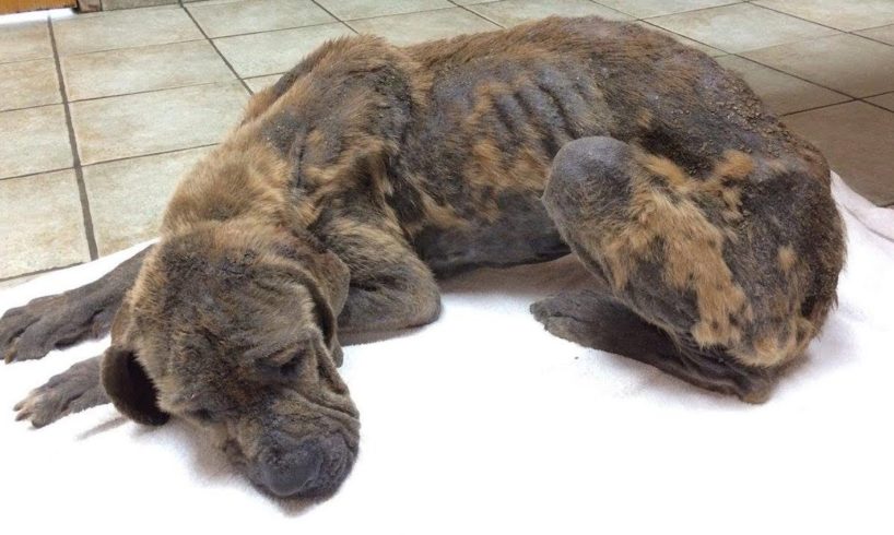 Rescue Horrifically abused dog starvation and severe dehydration eating out of a garbage bag