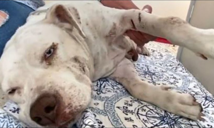 Rescue Mama Dog with Multiple Cuts Were Done Deliberately With Knives and has a belly full of puppie