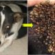 Rescue Mother Dog and her Puppy Was Hit By Car With Thousand Of Ticks On The Body