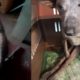 Rescue Paralyzed Puppy Was Hit By Car Drag Body On Ground - Amazing Transformation